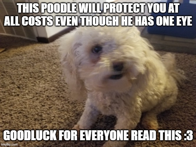 Goodluck | THIS POODLE WILL PROTECT YOU AT ALL COSTS EVEN THOUGH HE HAS ONE EYE; GOODLUCK FOR EVERYONE READ THIS :3 | image tagged in i got one eye but i got my eye you | made w/ Imgflip meme maker