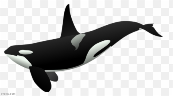 Killer Whale | image tagged in killer whale,orca | made w/ Imgflip meme maker