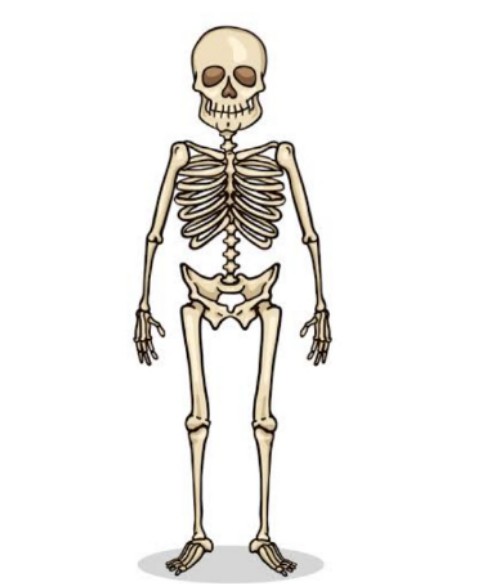 High Quality Skeleton Blank Meme Template