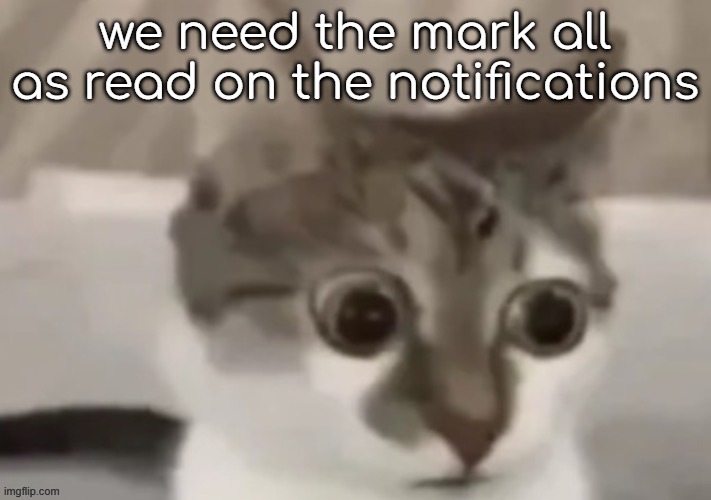 bombastic side eye cat | we need the mark all as read on the notifications | image tagged in bombastic side eye cat | made w/ Imgflip meme maker