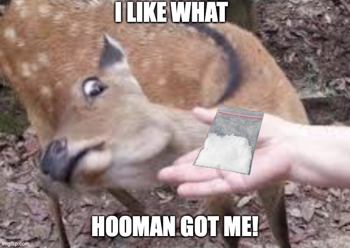 Jit feeding me wrong thingz | I LIKE WHAT; HOOMAN GOT ME! | image tagged in nope deer | made w/ Imgflip meme maker