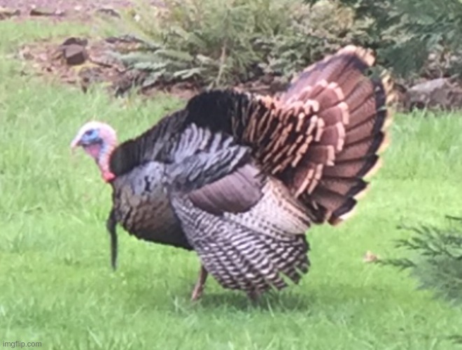 WILD TURKEY | image tagged in wild turkey | made w/ Imgflip meme maker