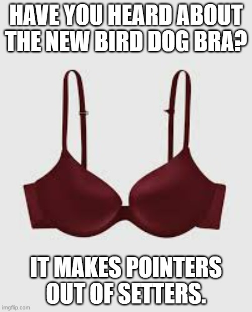 meme by Brad bird dog bra | HAVE YOU HEARD ABOUT THE NEW BIRD DOG BRA? IT MAKES POINTERS OUT OF SETTERS. | image tagged in funny meme,humor,fun,sexual,funny | made w/ Imgflip meme maker