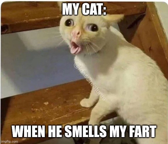 When my car smells my fart | MY CAT:; WHEN HE SMELLS MY FART | image tagged in cat smells fart | made w/ Imgflip meme maker