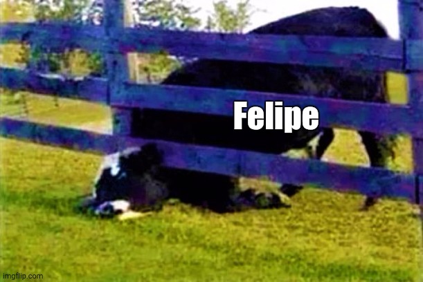 cow stuck | Felipe | image tagged in cow stuck | made w/ Imgflip meme maker