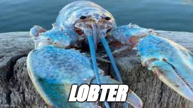 LOBTER | made w/ Imgflip meme maker
