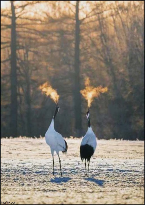 Are Those Cranes Vaping ? | image tagged in crane,vaping | made w/ Imgflip meme maker