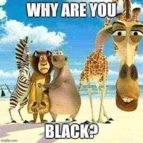 why are you black? Blank Meme Template
