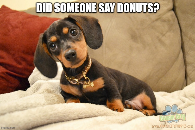 Donuts? | DID SOMEONE SAY DONUTS? | image tagged in donuts,dachshund,puppy,cute,dog | made w/ Imgflip meme maker