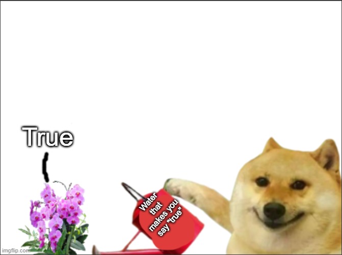 doge water that makes you say real without text | Water that makes you say "true" True | image tagged in doge water that makes you say real without text | made w/ Imgflip meme maker