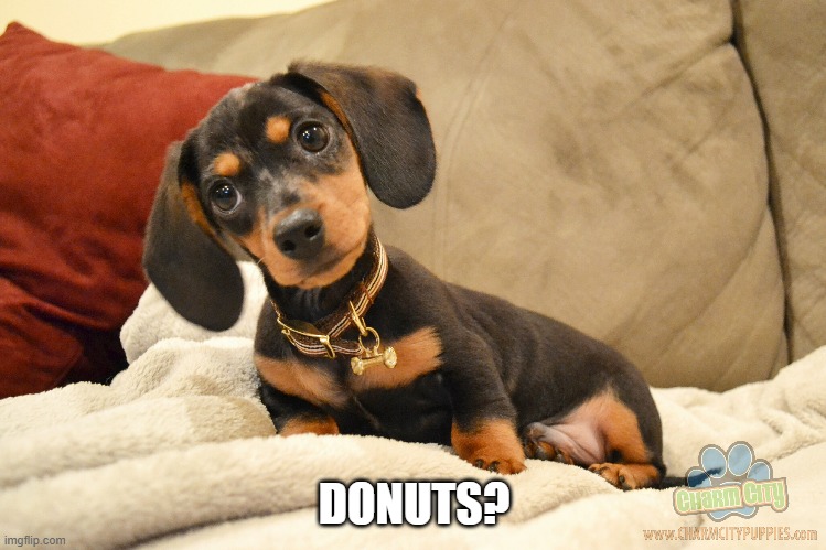 Another version of donuts | DONUTS? | image tagged in donuts,dachshund,puppy,cute,aww | made w/ Imgflip meme maker