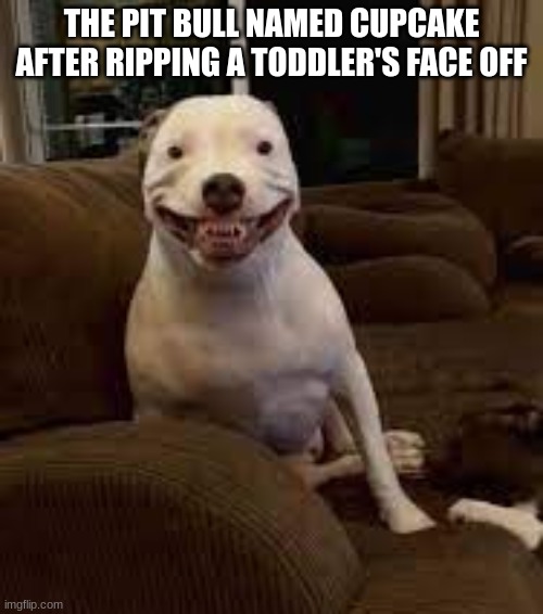 pit bull named cupcake | THE PIT BULL NAMED CUPCAKE AFTER RIPPING A TODDLER'S FACE OFF | image tagged in pit bull named cupcake | made w/ Imgflip meme maker