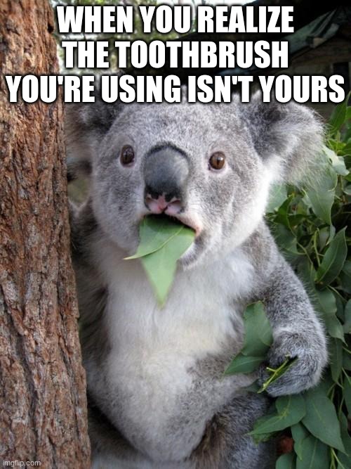 Surprised Koala Meme | WHEN YOU REALIZE THE TOOTHBRUSH YOU'RE USING ISN'T YOURS | image tagged in memes,surprised koala | made w/ Imgflip meme maker