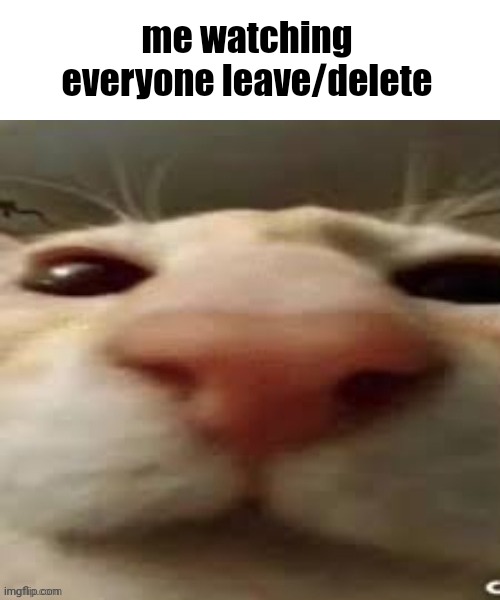 :( | me watching everyone leave/delete | image tagged in cat stare,lgbtq | made w/ Imgflip meme maker