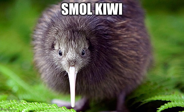 kiwi | SMOL KIWI | image tagged in kiwi | made w/ Imgflip meme maker