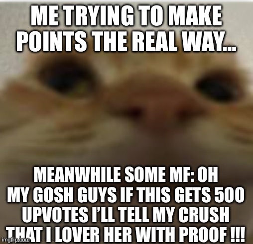 Oh mY GosH GUys ILl REAlLy Do IT | ME TRYING TO MAKE POINTS THE REAL WAY…; MEANWHILE SOME MF: OH MY GOSH GUYS IF THIS GETS 500 UPVOTES I’LL TELL MY CRUSH THAT I LOVER HER WITH PROOF !!! | image tagged in front-facing camera cat | made w/ Imgflip meme maker