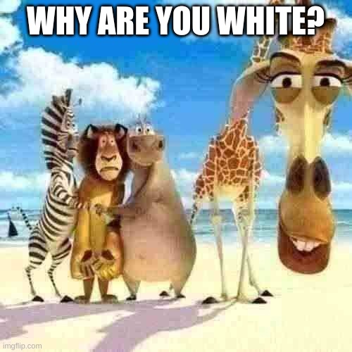 Melman Why Are You | WHY ARE YOU WHITE? | image tagged in melman why are you | made w/ Imgflip meme maker