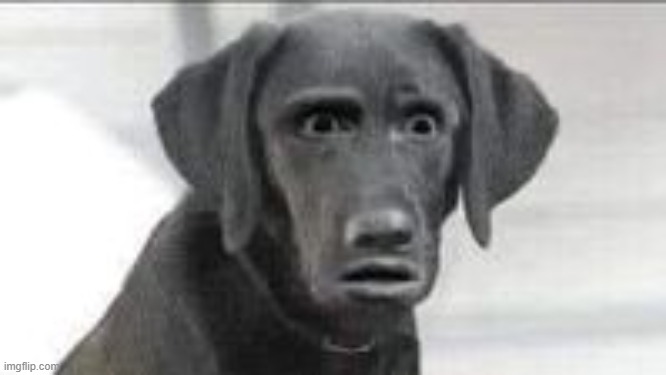 Shocked dog | image tagged in shocked dog | made w/ Imgflip meme maker