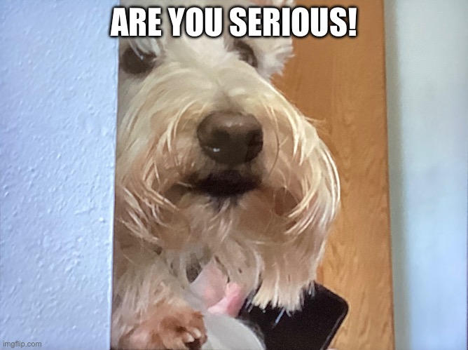 Are you serious | ARE YOU SERIOUS! | image tagged in funny dog memes | made w/ Imgflip meme maker