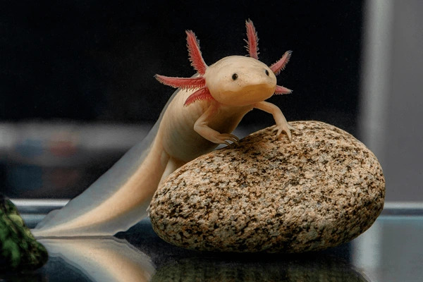 Cute axolotl Blank Meme Template