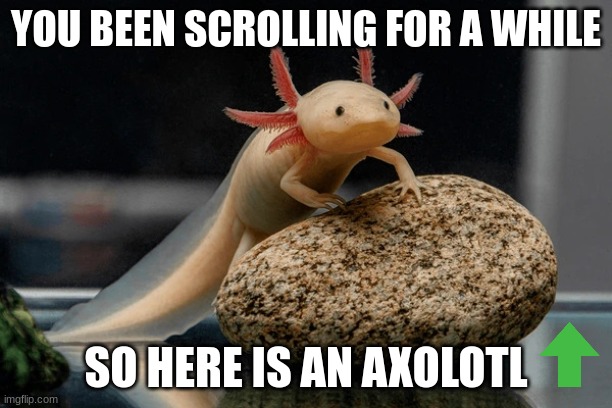 so cute | YOU BEEN SCROLLING FOR A WHILE; SO HERE IS AN AXOLOTL | image tagged in cute axolotl | made w/ Imgflip meme maker