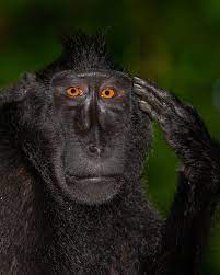 monkee Blank Meme Template