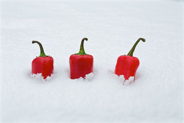 Snow covered peppers Blank Meme Template