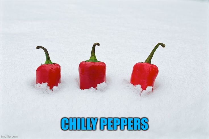 Snow covered peppers | CHILLY PEPPERS | image tagged in snow covered peppers | made w/ Imgflip meme maker