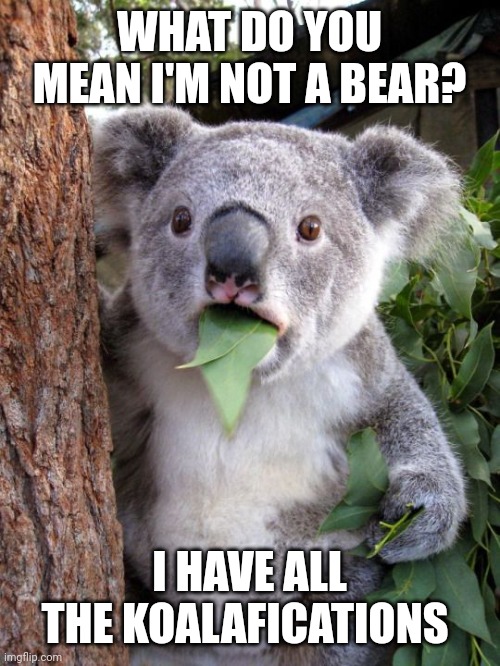 shocked koala - Imgflip