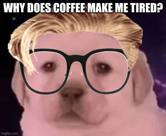 like I can literally drink it at 2am and go to sleep just fine | WHY DOES COFFEE MAKE ME TIRED? | image tagged in sp3x_ puppers | made w/ Imgflip meme maker