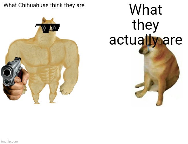 Buff Doge vs. Cheems Meme | What Chihuahuas think they are; What they actually are | image tagged in memes,buff doge vs cheems | made w/ Imgflip meme maker