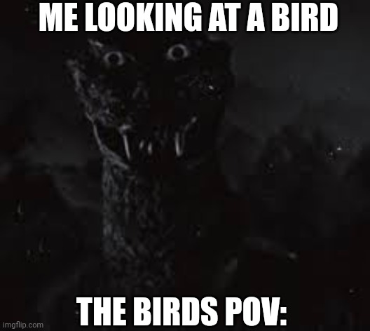 Me staring at a bird | ME LOOKING AT A BIRD; THE BIRDS POV: | image tagged in staring man in the suit | made w/ Imgflip meme maker