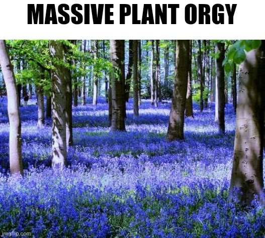 Purple flowers | MASSIVE PLANT ORGY | image tagged in purple flowers | made w/ Imgflip meme maker