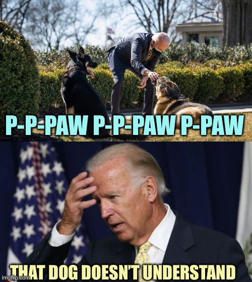 B-b-biden | P-P-PAW P-P-PAW P-PAW; THAT DOG DOESN’T UNDERSTAND | image tagged in biden's dogs,joe biden worries,memes | made w/ Imgflip meme maker