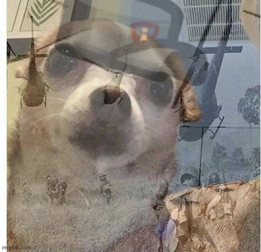 PTSD Chihuahua | image tagged in ptsd chihuahua | made w/ Imgflip meme maker