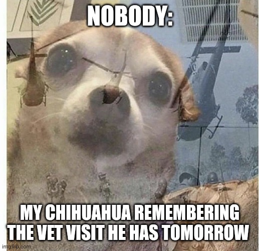 Time to go to the vet | NOBODY:; MY CHIHUAHUA REMEMBERING THE VET VISIT HE HAS TOMORROW | image tagged in ptsd chihuahua | made w/ Imgflip meme maker