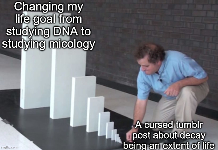 My entire life was changed by a tumblr post | Changing my life goal from studying DNA to studying micology; A cursed tumblr post about decay being an extent of life | image tagged in domino effect | made w/ Imgflip meme maker