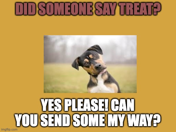 animal | DID SOMEONE SAY TREAT? YES PLEASE! CAN YOU SEND SOME MY WAY? | image tagged in dogs | made w/ Imgflip meme maker