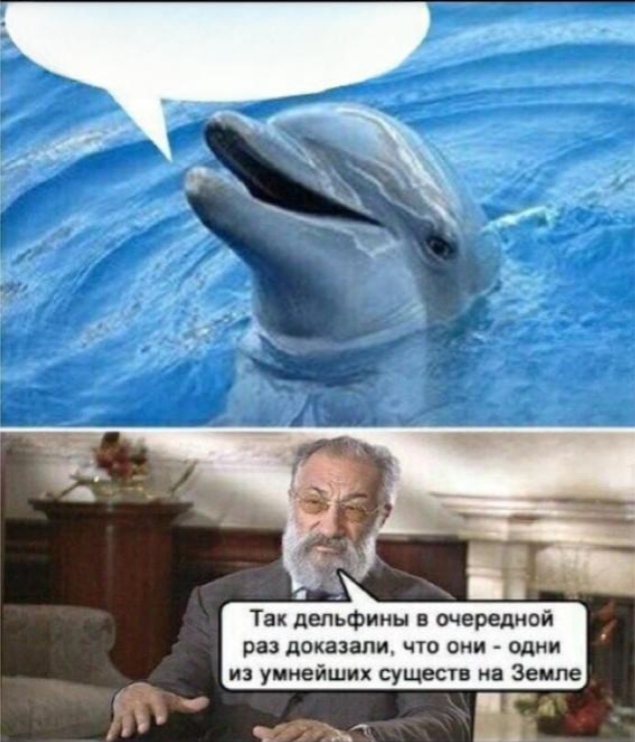 Smart dolphin Blank Meme Template