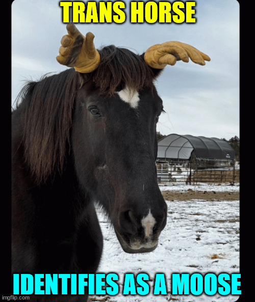 It's contageous | TRANS HORSE; IDENTIFIES AS A MOOSE | image tagged in trans,horse,moose | made w/ Imgflip meme maker