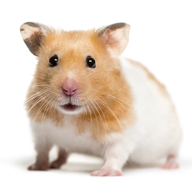 Hamster Blank Meme Template