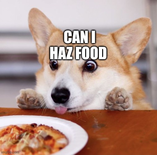 Corgi to make you feel better | CAN I HAZ FOOD | image tagged in hungry corgi | made w/ Imgflip meme maker
