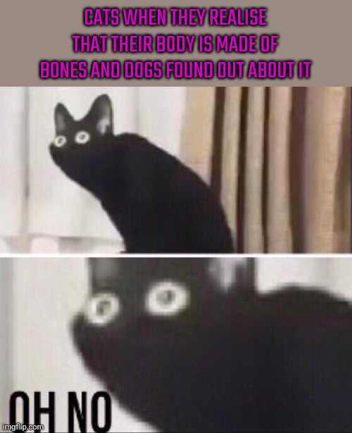 Oh no cat | CATS WHEN THEY REALISE THAT THEIR BODY IS MADE OF BONES AND DOGS FOUND OUT ABOUT IT | image tagged in oh no cat | made w/ Imgflip meme maker