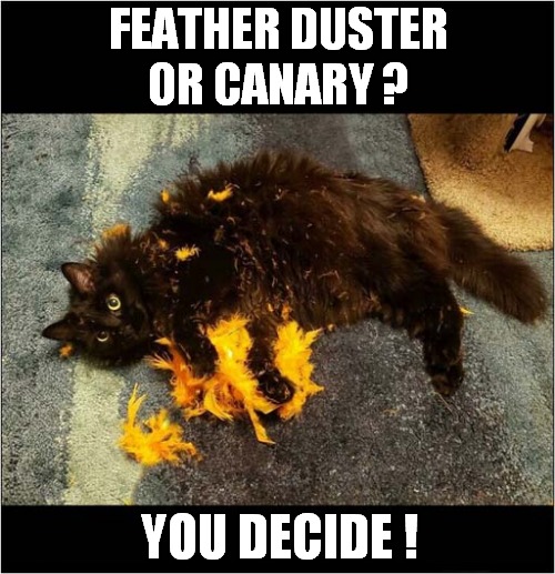 Aftermath Of A Vicious Attack ! | FEATHER DUSTER OR CANARY ? YOU DECIDE ! | image tagged in attack,feather duster,canary,you decide | made w/ Imgflip meme maker