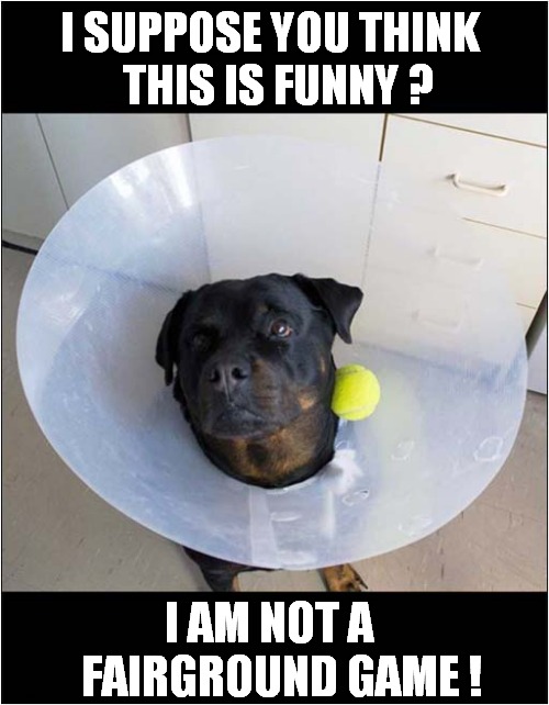 Get The Ball In The Cone ! | I SUPPOSE YOU THINK
  THIS IS FUNNY ? I AM NOT A
   FAIRGROUND GAME ! | image tagged in dogs,rottweiler,cone,ball,game | made w/ Imgflip meme maker