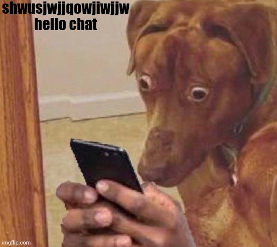 shocked dog | shwusjwjjqowjiwjjw hello chat | image tagged in shocked dog | made w/ Imgflip meme maker