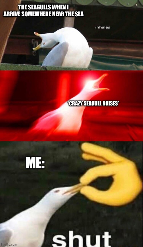 The seagulls stole the title, sorry. | THE SEAGULLS WHEN I ARRIVE SOMEWHERE NEAR THE SEA; *CRAZY SEAGULL NOISES*; ME: | image tagged in inhaling seagull,shut | made w/ Imgflip meme maker