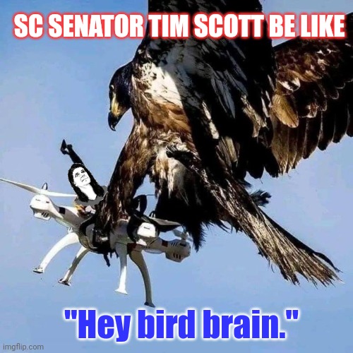 RINO Republicans Party? Time for the Restored Republic and The Patriots Party! New Hampshire knows and shows: #TRUMPWON | SC SENATOR TIM SCOTT BE LIKE; "Hey bird brain." | image tagged in elon's new twitter bird,great scott,deep state,rino,patriotic eagle,the great awakening | made w/ Imgflip meme maker