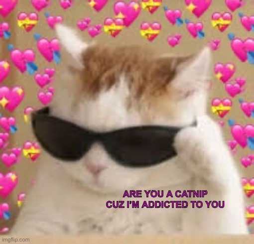 Wholesome shitpost | ARE YOU A CATNIP CUZ I’M ADDICTED TO YOU | made w/ Imgflip meme maker