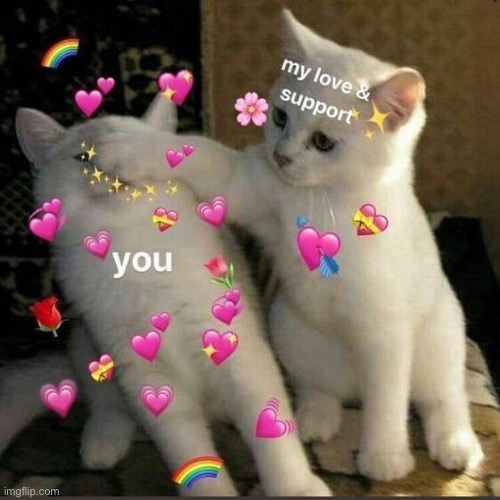 My camera roll is filled with cats at this point | made w/ Imgflip meme maker